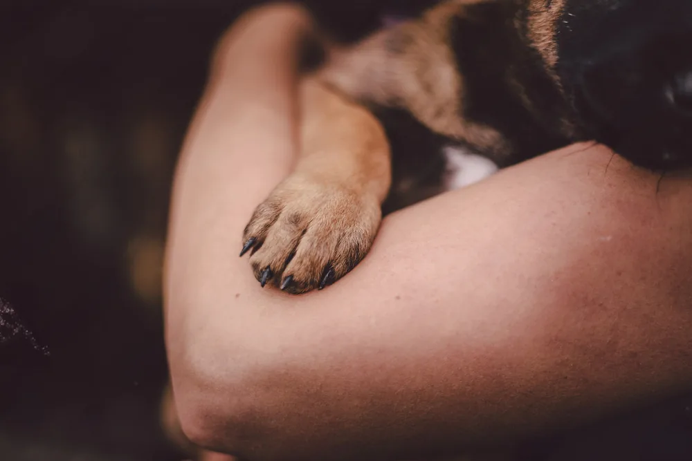 Cachorro acompañado en brazos, imagen ilustrativa de la raza