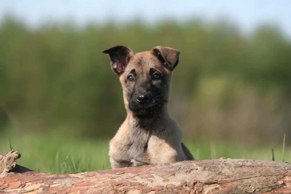 Cachorro Malinois al aire libre, fotografía de referencia