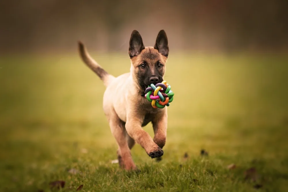 Cachorro Malinois corriendo sobre el césped con un juguete