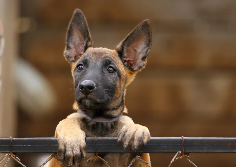 Retrato de un cachorro Malinois, imagen ilustrativa de la raza