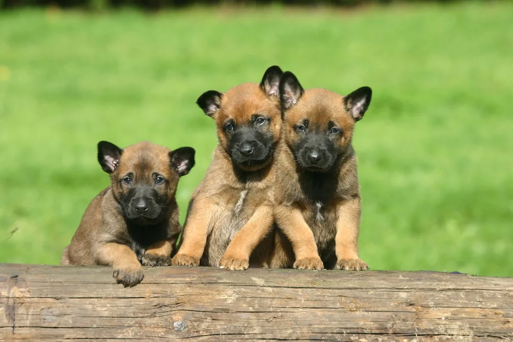 Cachorros Malinois juntos, fotografía de referencia de la raza