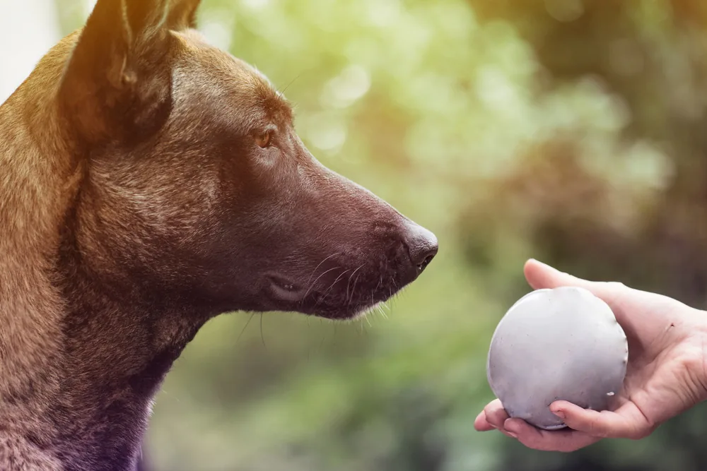 Malinois jugando con una pelota