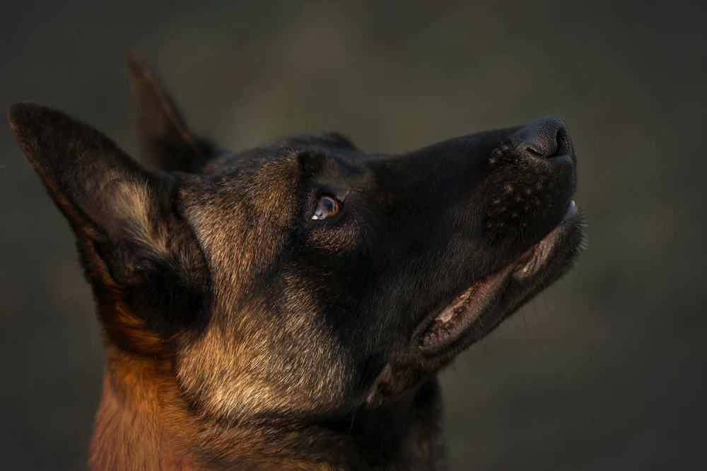 Pastor Belga Malinois adulto, fotografía de referencia